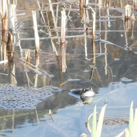 Katharinas Veganer Naturgasthof Iselsberg