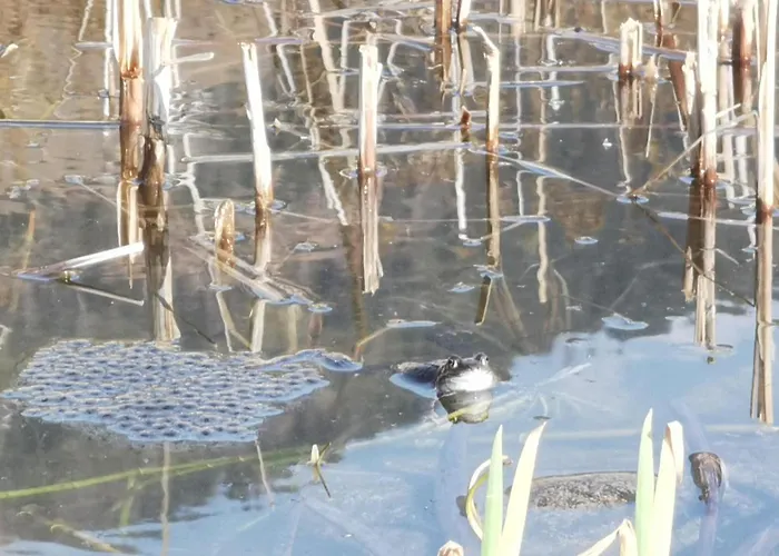 Katharinas Veganer Naturgasthof Iselsberg